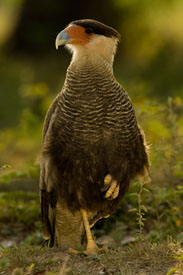 caracara